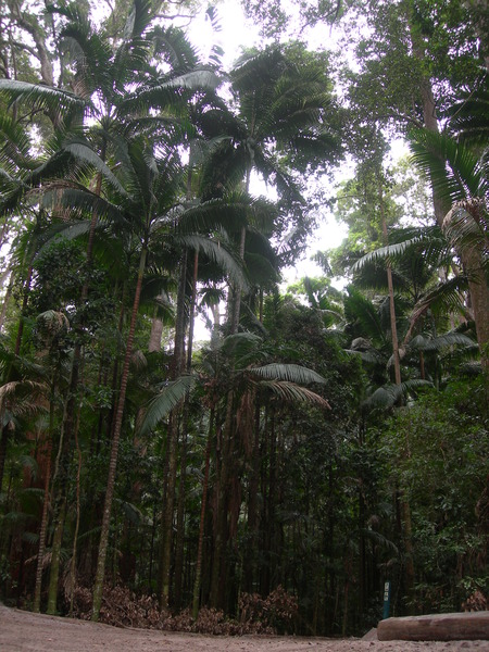 rainforest