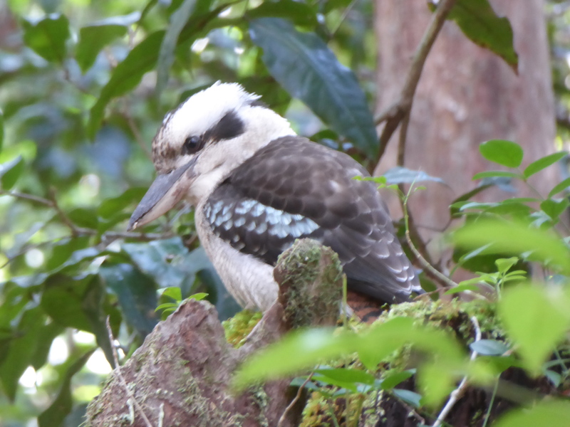 kookaburra