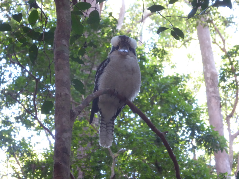 kookaburra